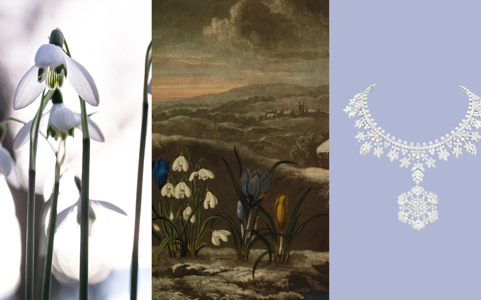 Calendrier floral - Janvier : les perce-neige © MNHN - Van Cleef & Arpels Calendrier floral - Janvier : les perce-neige