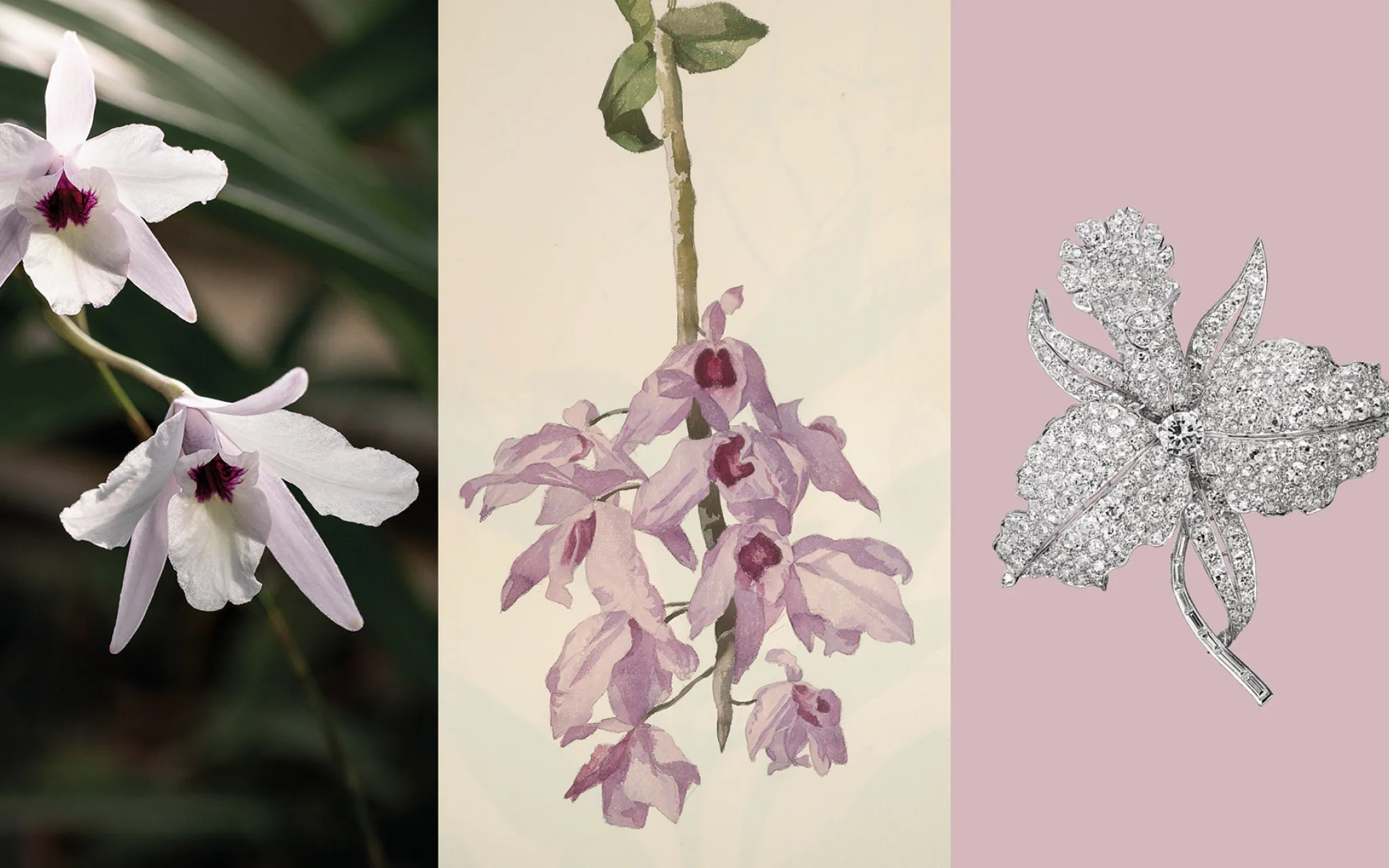 Calendrier floral - Février au Jardin : les orchidées © MNHN - Van Cleef & Arpels Calendrier floral - Février au Jardin : les orchidées