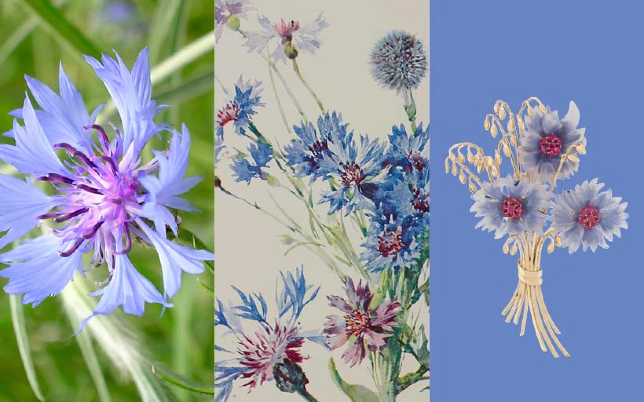 Calendrier floral – Juillet : le bleuet © MNHN - Van Cleef & Arpels Calendrier floral – Juillet : le bleuet
