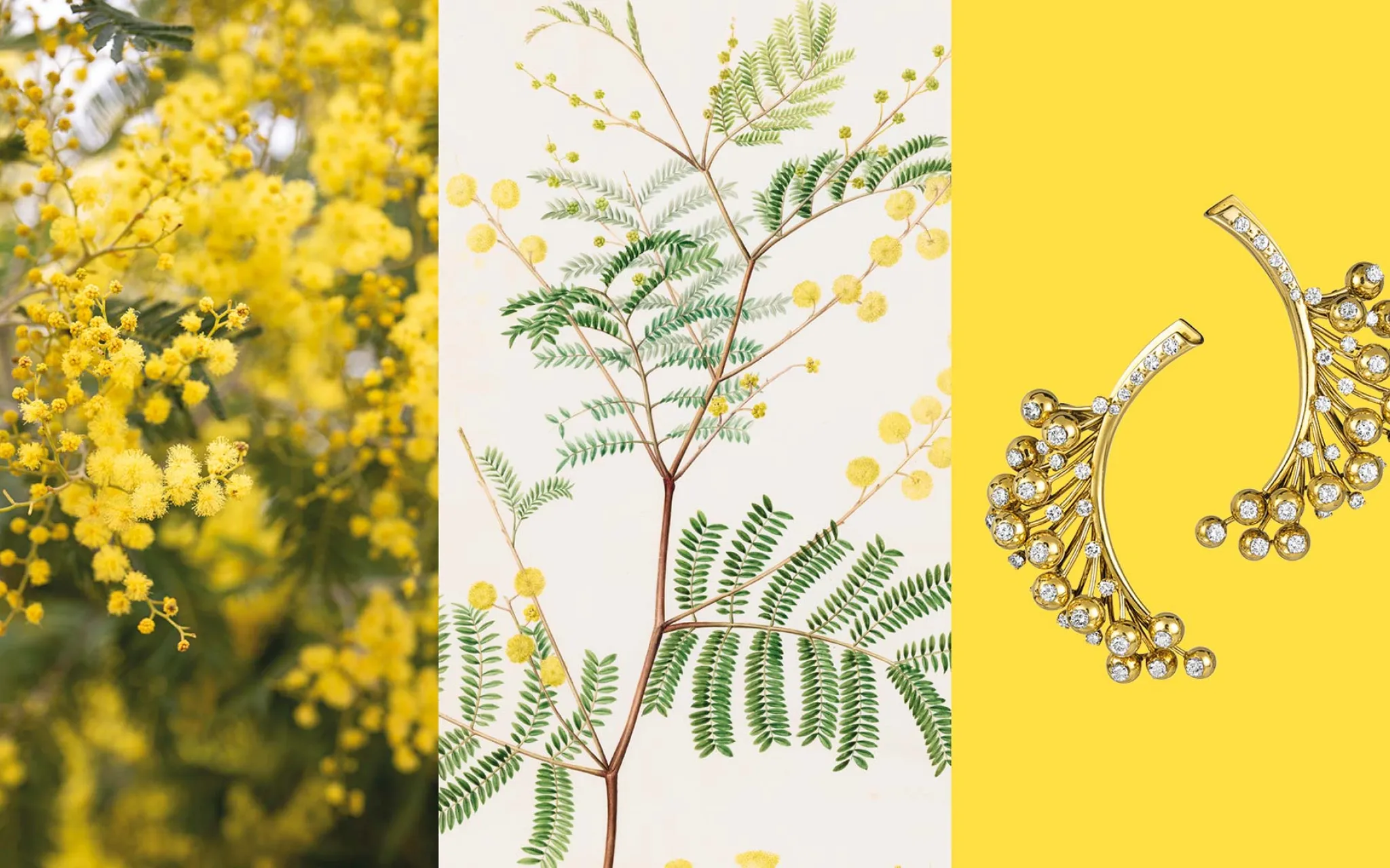 Calendrier floral – Mars : le mimosa © MNHN - Van Cleef & Arpels Calendrier floral – Mars : le mimosa
