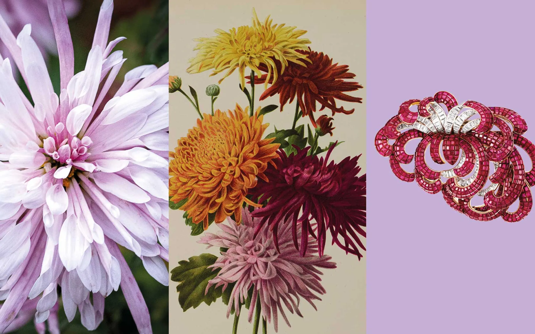 Calendrier floral - Novembre : les chrysanthèmes © MNHN - Van Cleef & Arpels Calendrier floral - Novembre : les chrysanthèmes