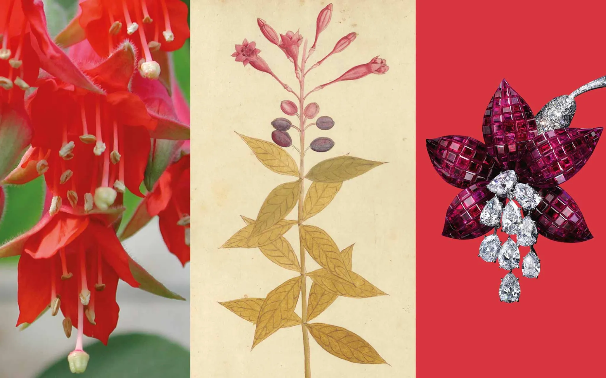 Calendrier floral - Octobre : les fuchsias © MNHN - Van Cleef & Arpels Calendrier floral - Octobre : les fuchsias