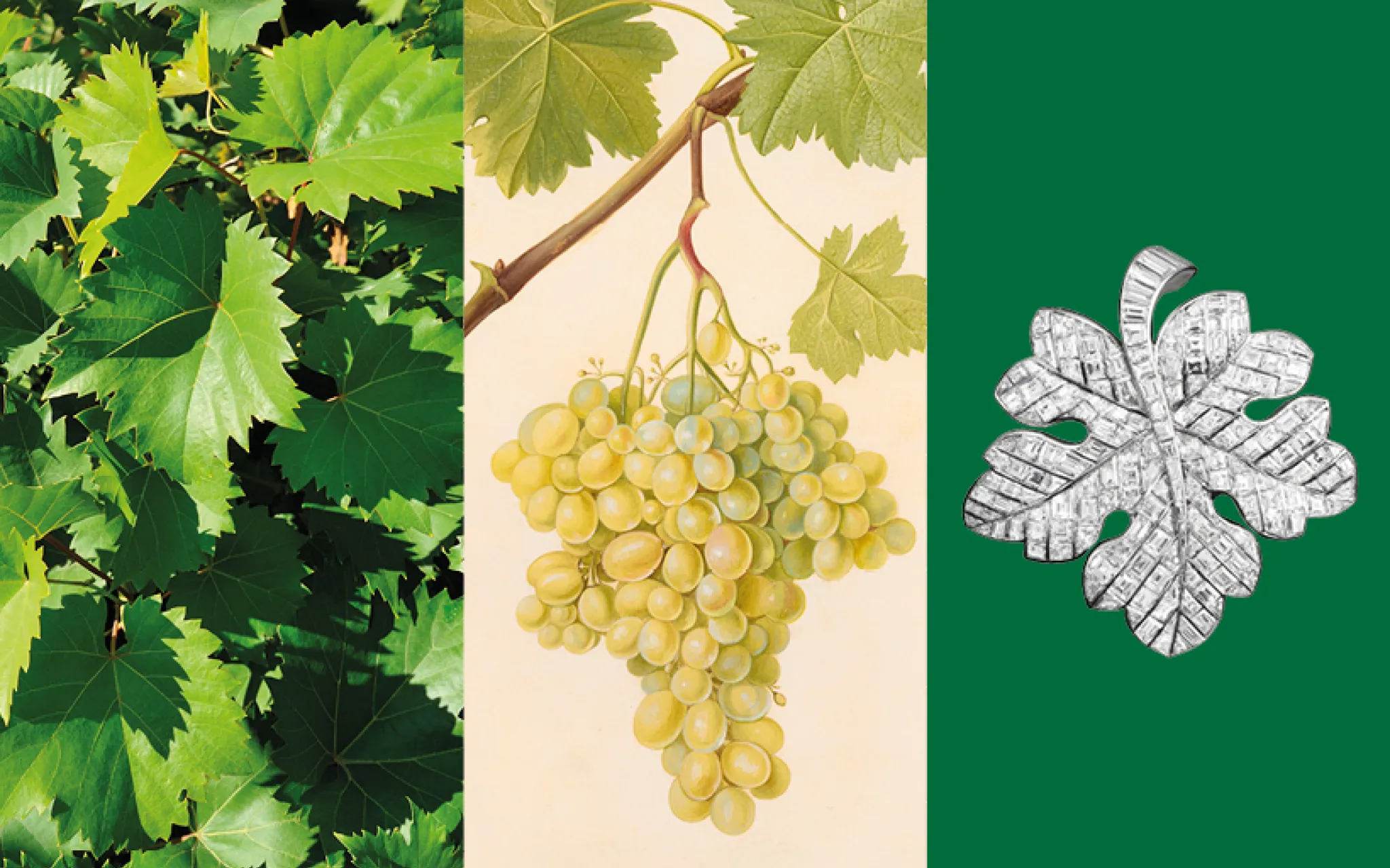 Calendrier floral - Septembre : vigne © MNHN - Van Cleef & Arpels Calendrier floral - Septembre : vigne
