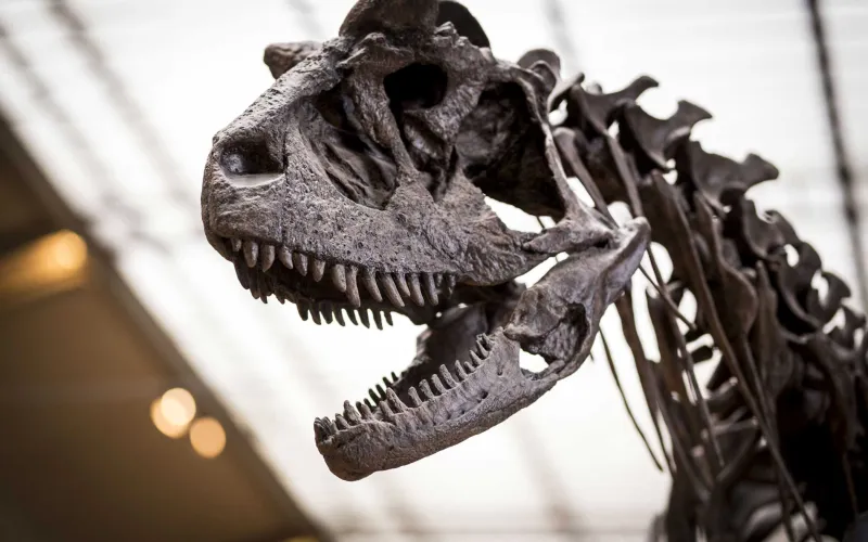 Crâne de Carnotaurus sastrei (Carnotaure)