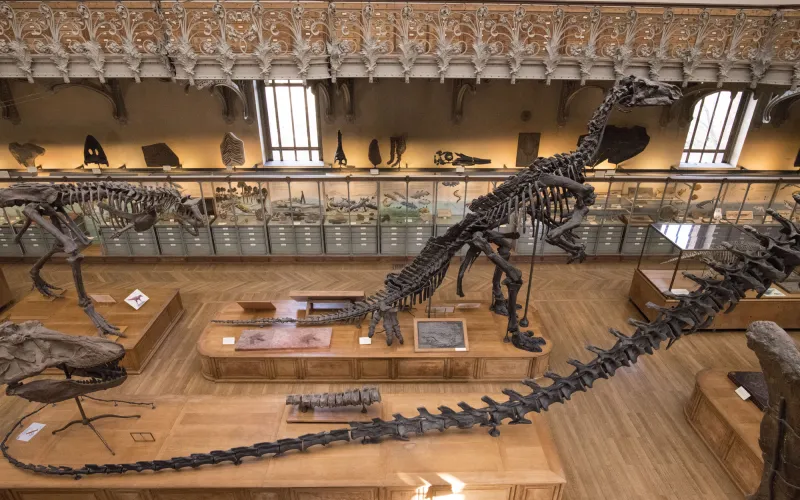 Photo d'un iguanodon entouré d'autres fossiles dans la Galerie de Paléontologie