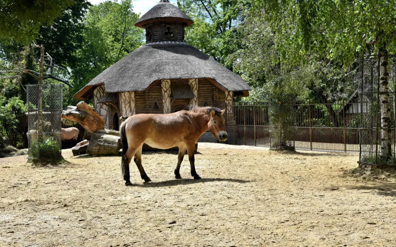 Cheval de Przewalski à la Ménagerie du Jardin des Plantes