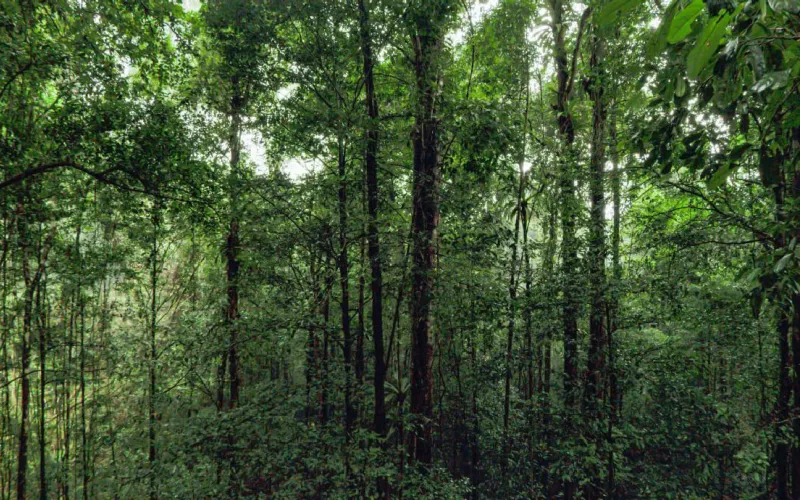 Photo montrant des arbres dans une forêt tropicale