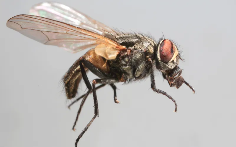 Gros plan sur une mouche domestique, de profil.