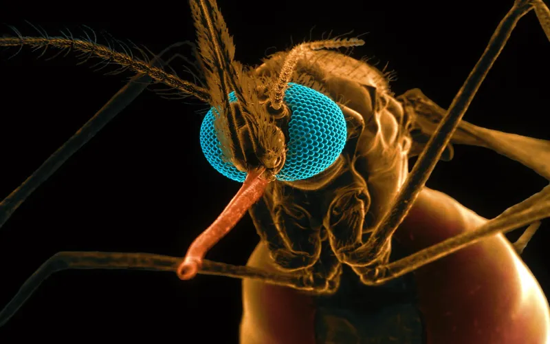 Moustique rempli de sang vu au microscope.
