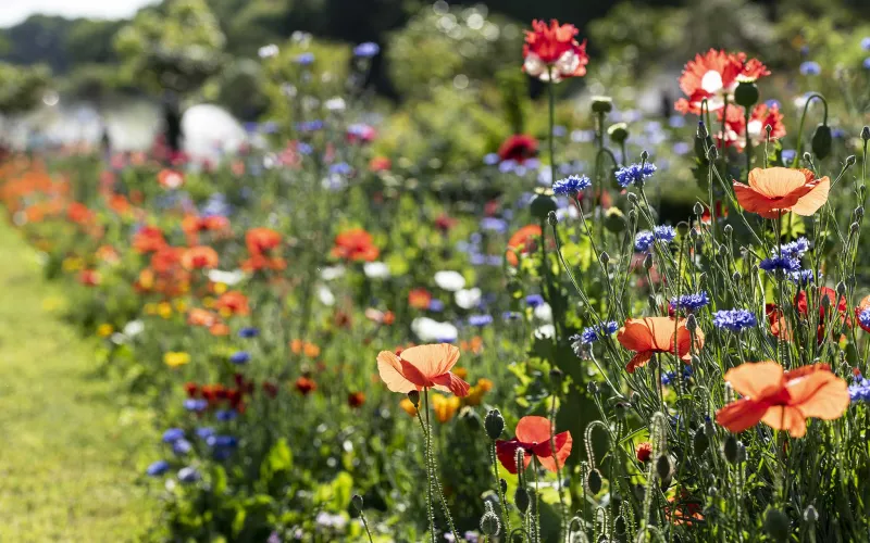 Parterre de fleurs champêtres au Jardin des Plantes.