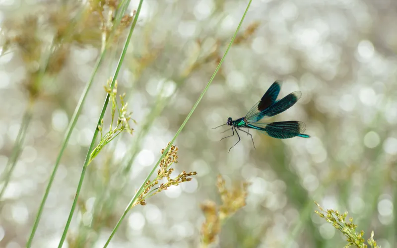 Petite libellule aux reflets verts, bleus et noirs.