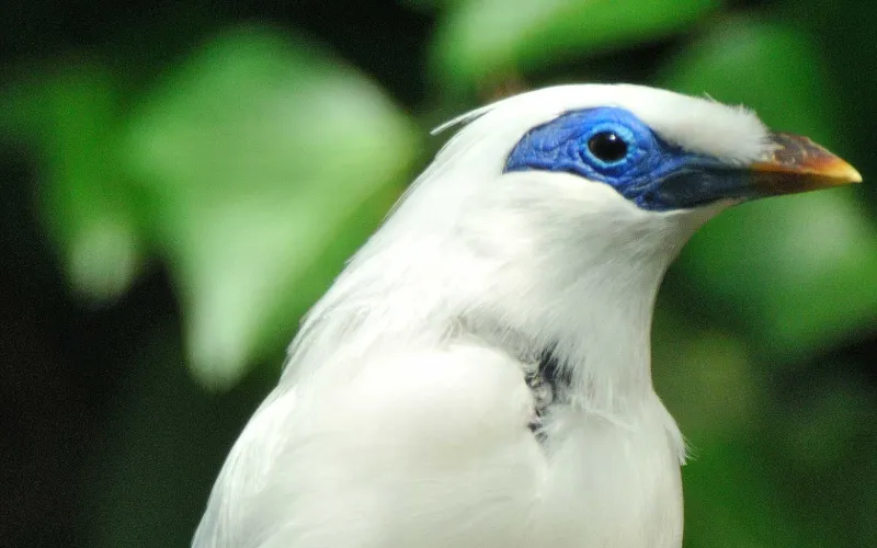 Tête d'oiseau aux plumes blanches, bec jaune et peau bleue autour de son oeil noir.