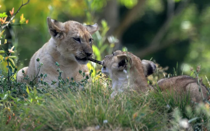 Lionceaux d'Afrique