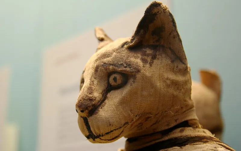 Tête de chat momifiée