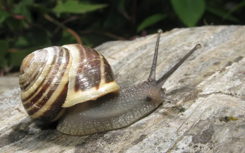 Escargot des jardins