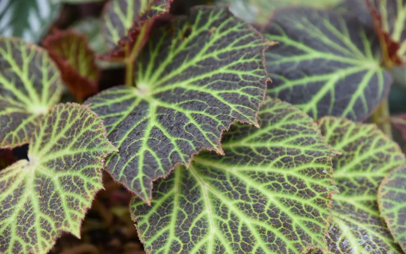 Begonia chloroneura en gros plan