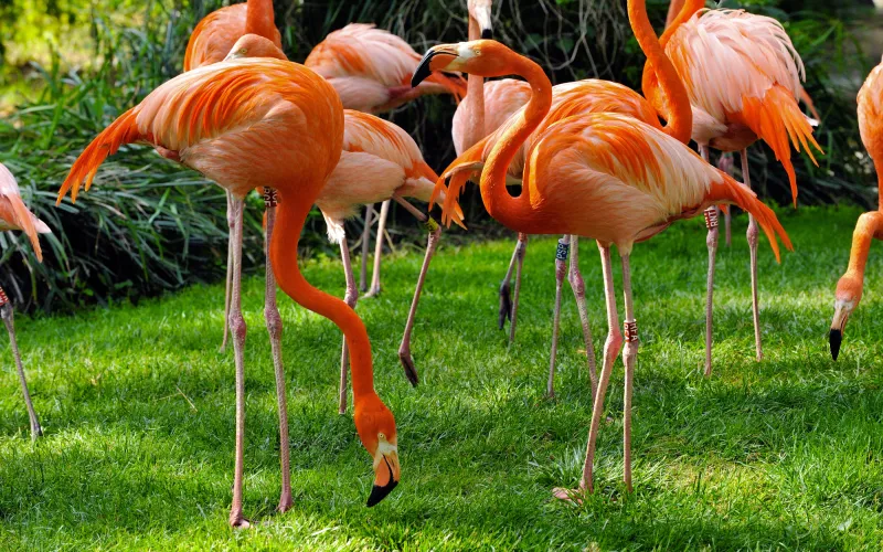 Flamands rouges - Ménagerie, zoo du Jardin des Plantes © MNHN - FG Grandin
