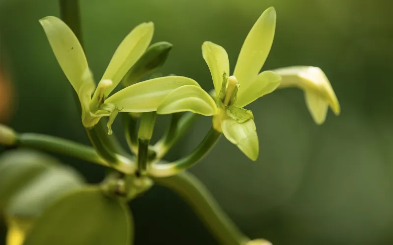 Serres Vanilles et orchidées