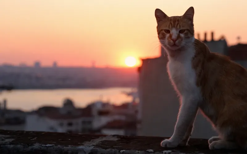 Chat sur toit couché de soleil