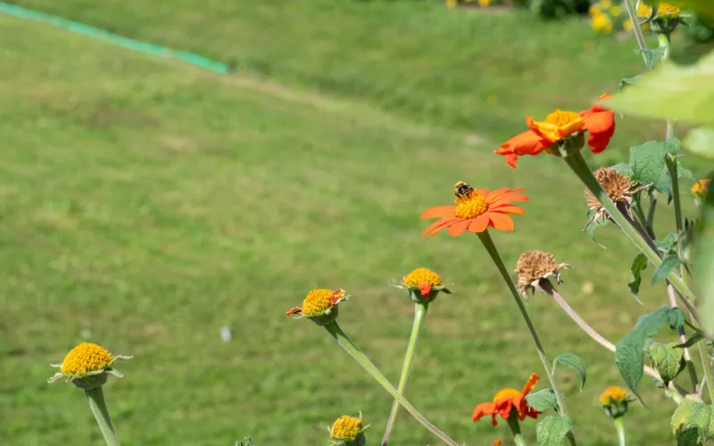 Abeille au Jardin des Plantes