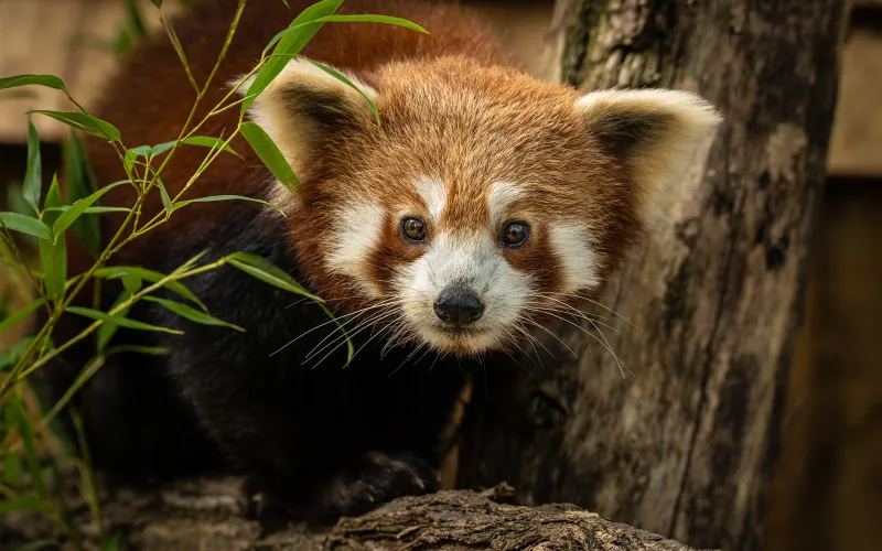 Panda roux sur une branche à la Grande Ménagerie