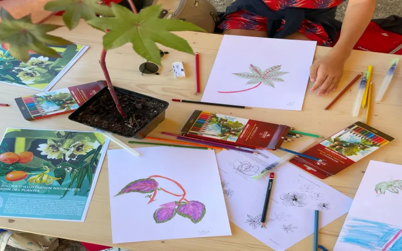 Atelier d'illustration botanique