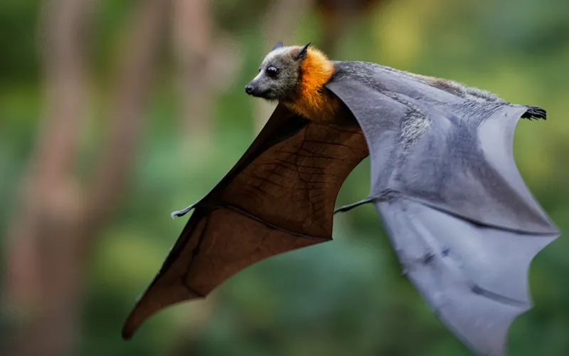 Chauve-souris