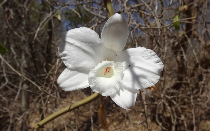 Orchidée blanche