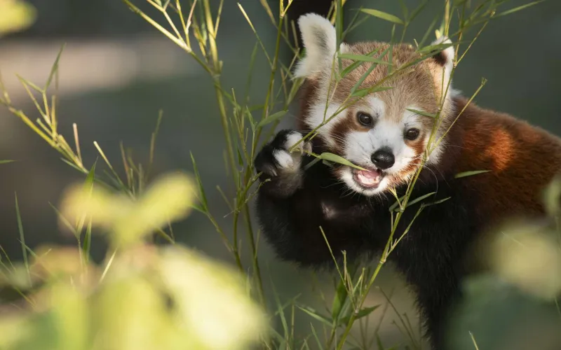 Panda roux