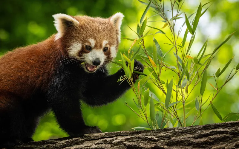 Panda roux