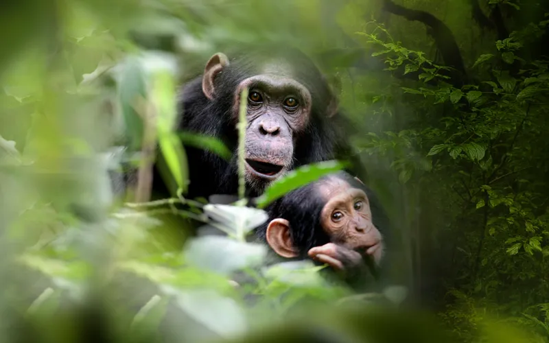Affiche de l’exposition Sur la piste des Grands Singes ‐ Muséum national d'Histoire naturelle