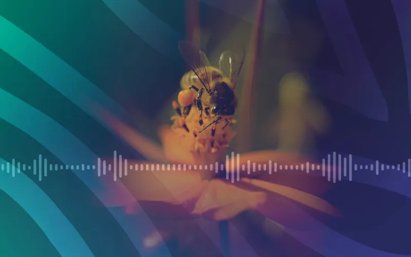 Montage photo montrant une abeille sur une fleur et une ligne d'onde radio