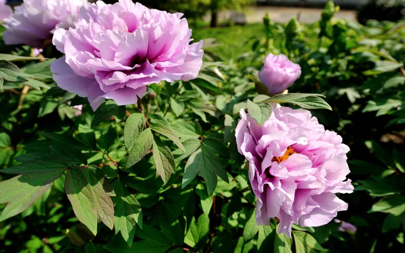 Massif de pivoine arbustive