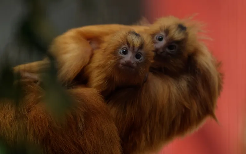 Photo de deux bébés tamarins lions dorés à la Ménagerie