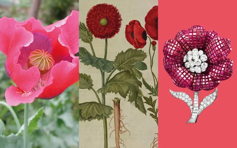 Calendrier floral – Août