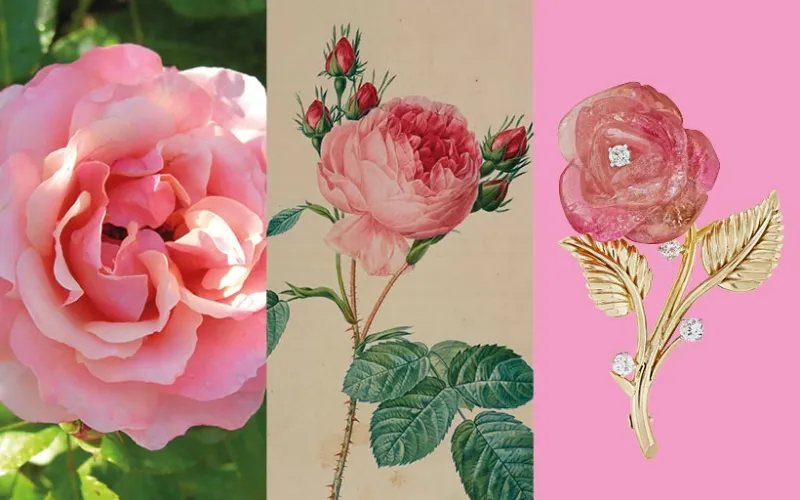 Calendrier floral - Juin : les roses
