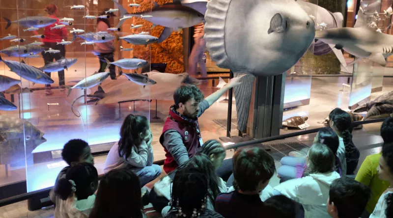 Animation pédagogique dans la Grande Galerie l'Évolution