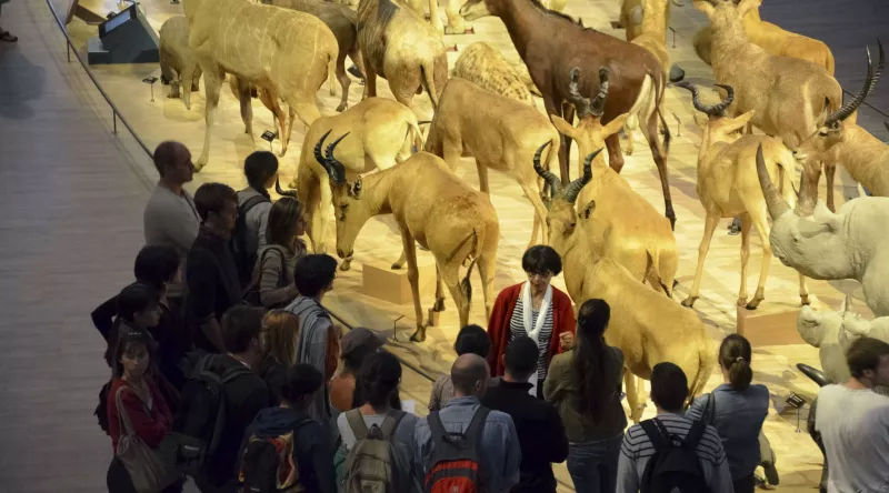 Visite guidée Grande Galerie de l'Évolution