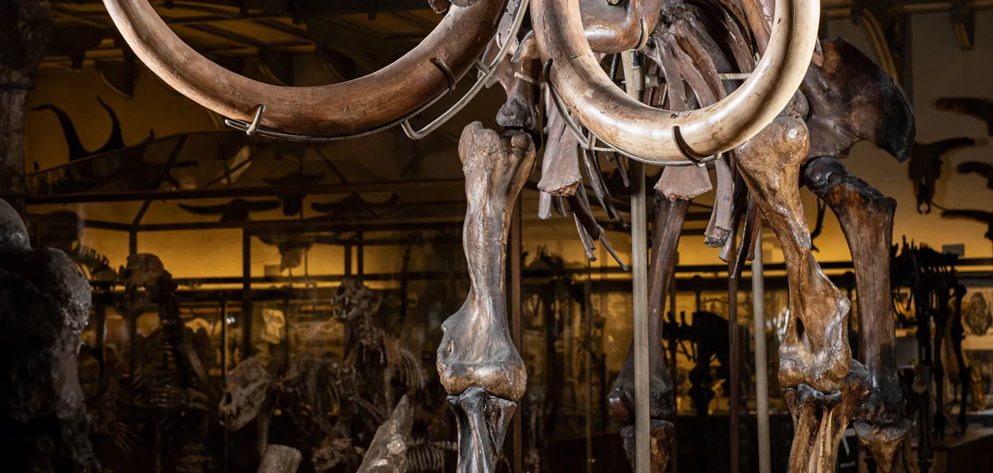 Mammouth laineux - Muséum national d’Histoire naturelle © MNHN - A. Iatzoura