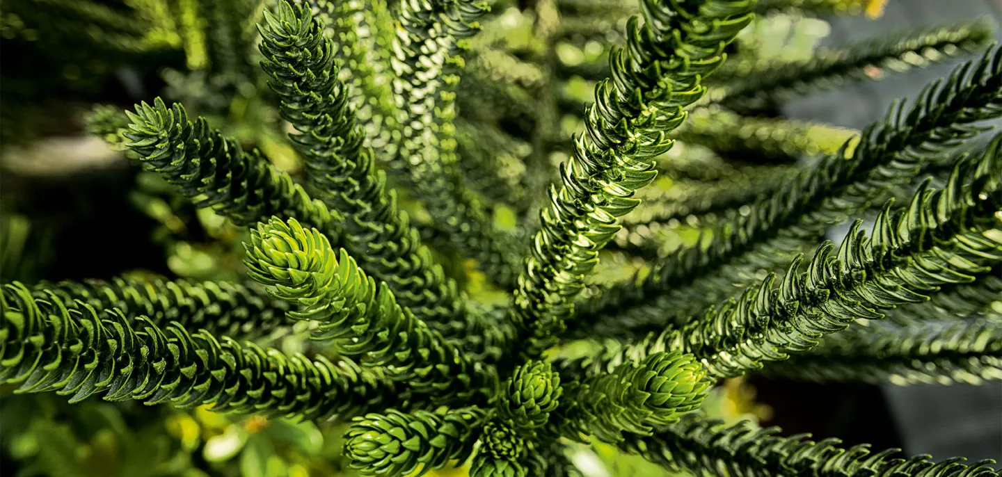 Araucaria dans les Grandes Serres du Jardin des Plantes de Paris - Muséum national d’Histoire naturelle © MNHN - A. Iatzoura Araucaria dans les Grandes Serres du Jardin des Plantes de Paris