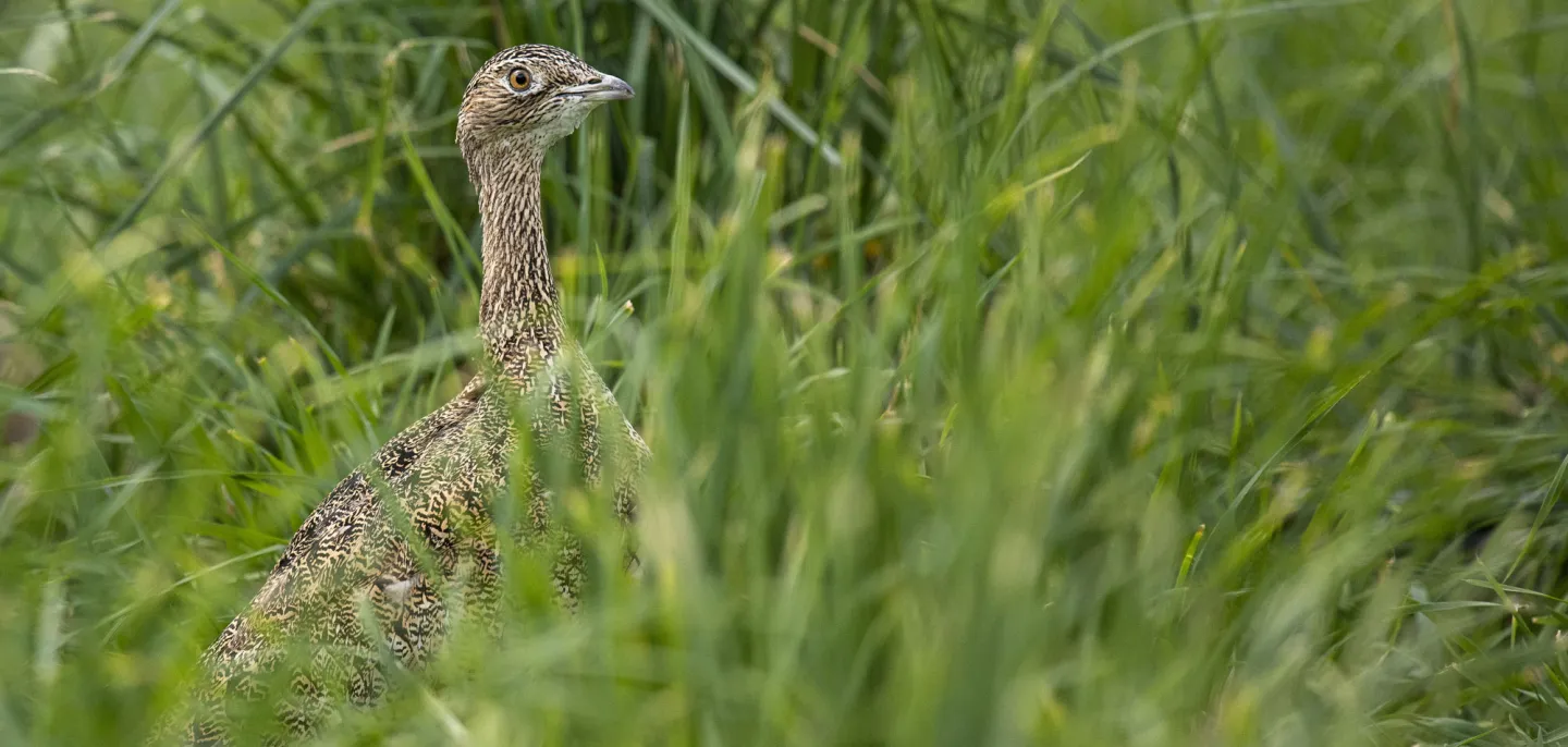 Outarde canepetière (Tetrax tetrax) - Réserve zoologique de la Haute-Touch © MNHN - A. Iatzoura