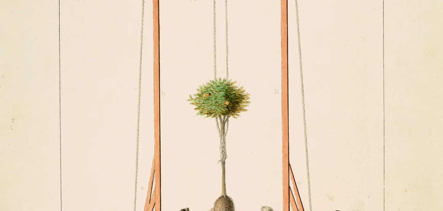 Plantation d’un oranger, aquarelle sur papier (1827), Muséum national d’Histoire naturelle © MNHN