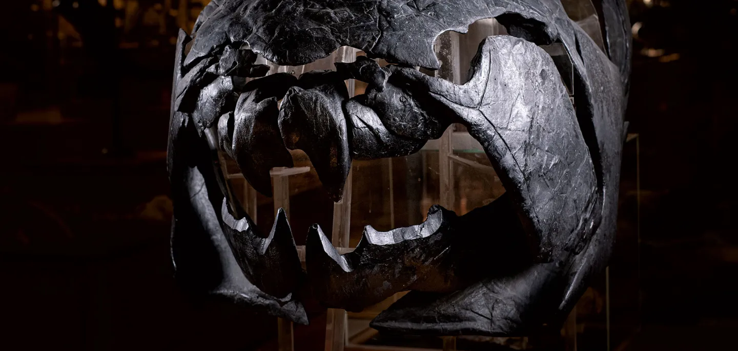 Placoderme Dunkleosteus terrelli - Muséum national d’Histoire naturelle © MNHN - A. Iatzoura Fossile de placoderme Dunkleosteus terrelli