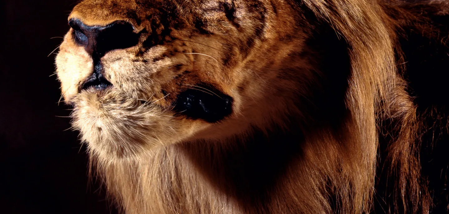 Spécimen naturalisé d’un Lion du Cap au Muséum national d’Histoire naturelle © MNHN - L. Bessol