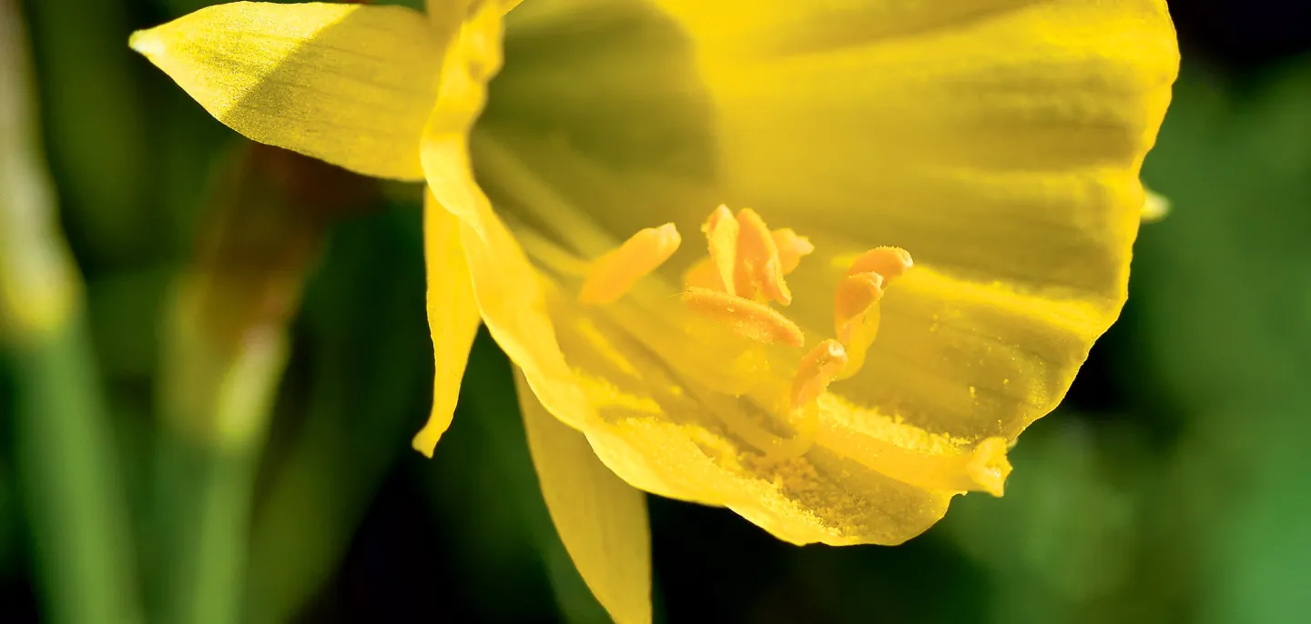 Narcisse trompette de Méduse - Muséum national d’Histoire naturelle © MNHN - F.-G. Grandin