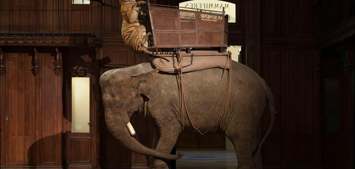 La tigresse et l'éléphante du Duc d’Orléans exposée dans la Grande Galerie de l'Évolution. © MNHN - B. Faye La tigresse et l'éléphante du Duc d’Orléans