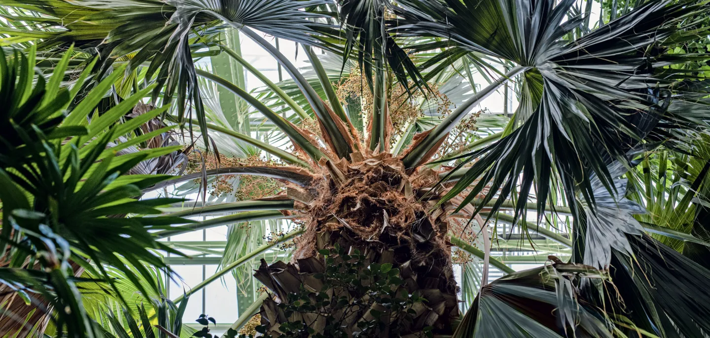 Sabal des bermudes - Muséum national d’Histoire naturelle © MNHN - A. Iatzoura