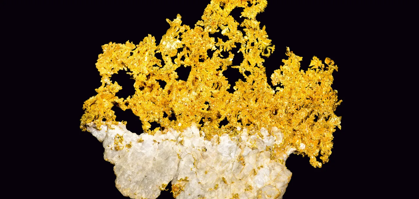 Buisson d’or © MNHN - F. Farges