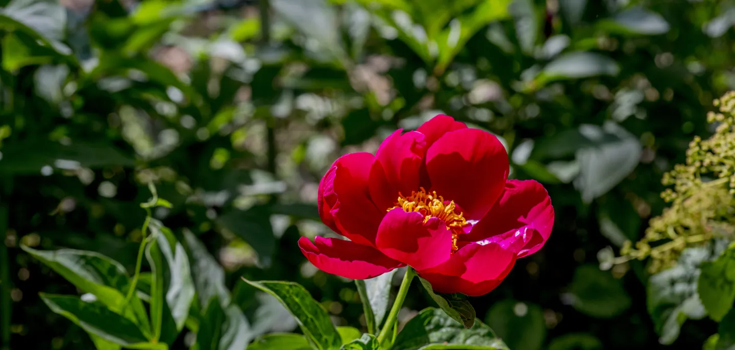 Pivoine de Chine © MNHN - B. Jay Pivoine de Chine rouge en gros plan