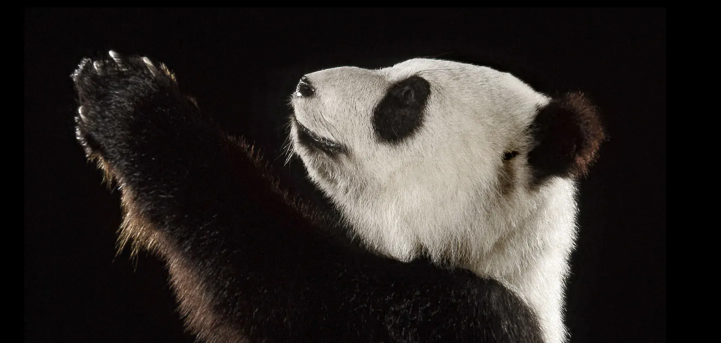 Le grand Panda Li li sur fond noir